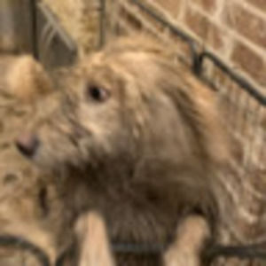 Meet your Posher, Ginger